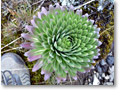 2009-02-11_17-26-48