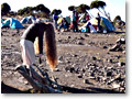 2009-02-12_08-32-18