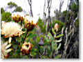 2009-02-15_12-17-01