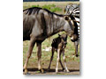 2009-02-18_09-41-35
