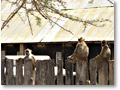 2009-02-18_14-26-34c