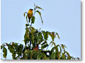 2009-02-09_18-31-37
