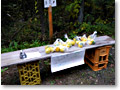 2008-11-08_14-50-30