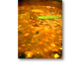 2008-10-13_10-54-08