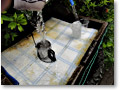 2010-06-06_09-25-36