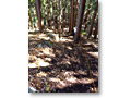2009-11-15_12-21-31