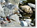 2009-07-04_16-43-23
