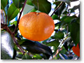 2008-12-07_10-52-42