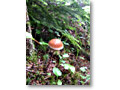 2008-08-09_14-53-32
