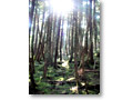 2008-08-10_07-12-56